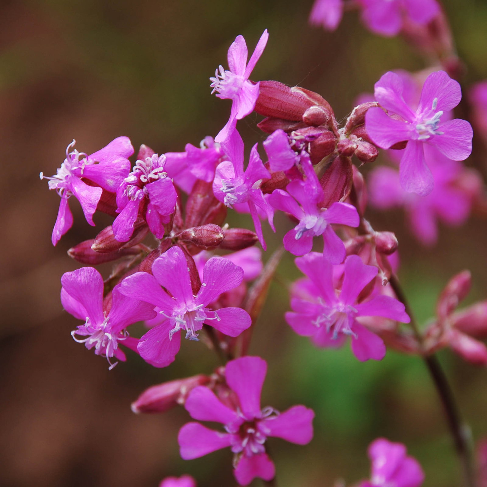 Lychnis Viscaria