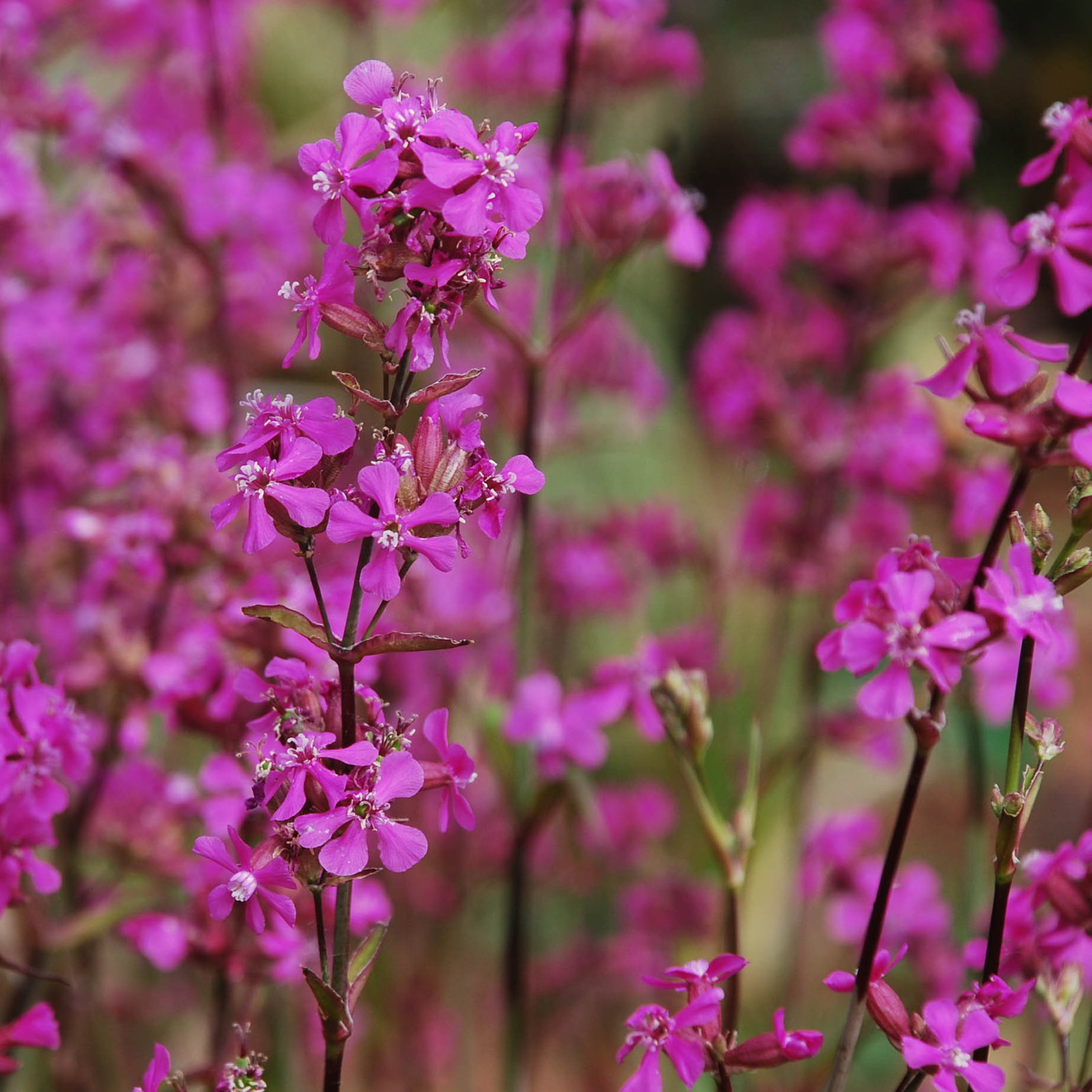 Lychnis Viscaria1