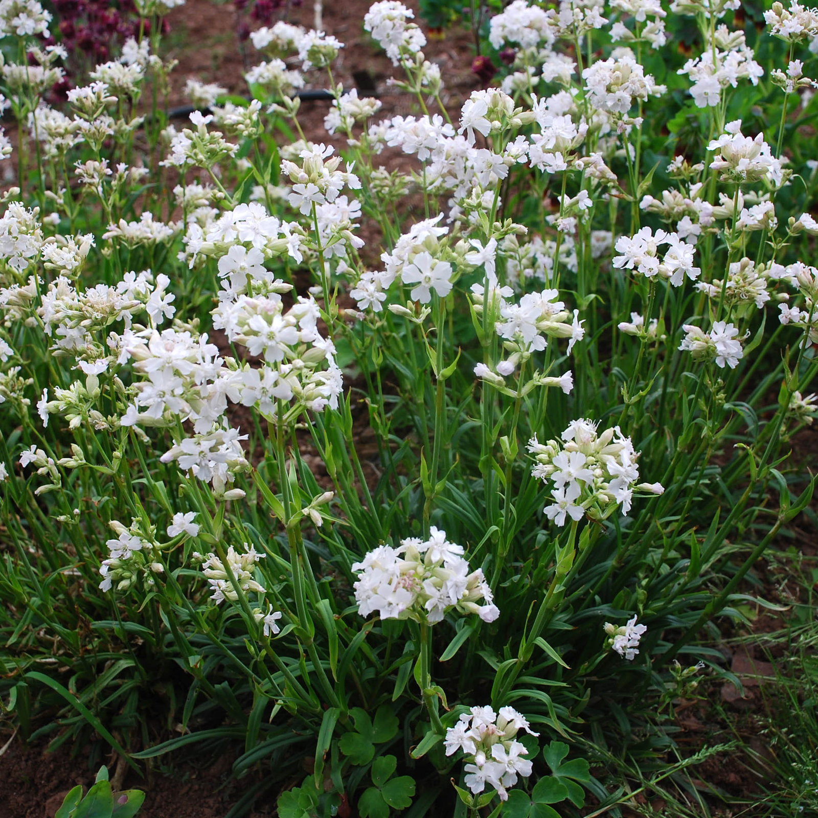 Lychnis Viscaria Schnee2
