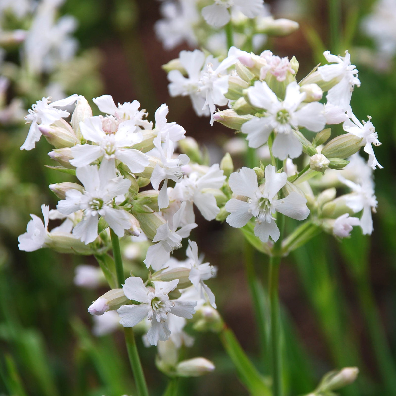 Lychnis Viscaria Schnee