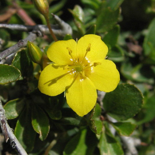 Lysimachia Serpyllifolia