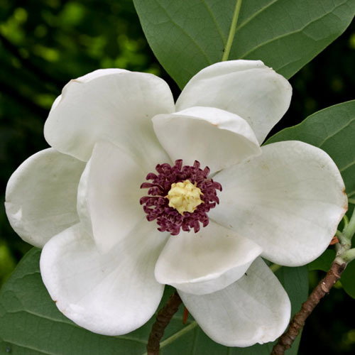 Magnolia Sieboldii