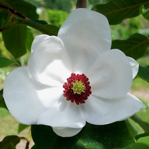 79 Magnoliawilsonii