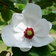 79 Magnoliawilsonii