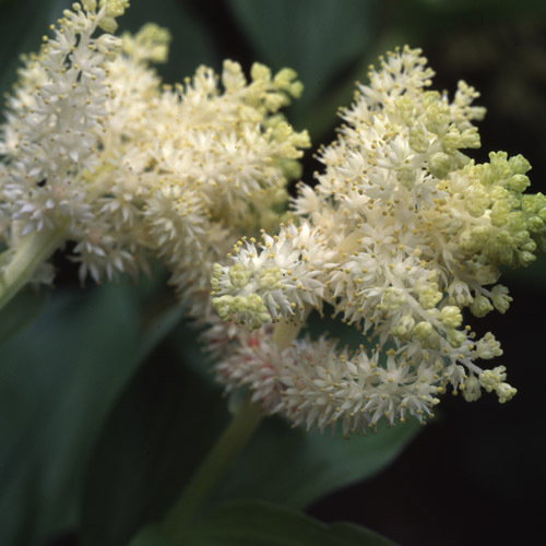 Maianthemum Racemosa4
