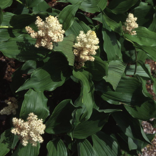 Maianthemum Racemosa