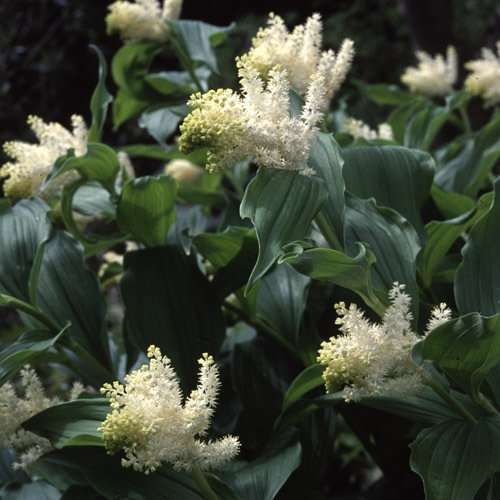 Maianthemum Racemosa2