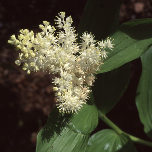 Maianthemum Racemosa1