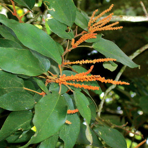 Mallotus Philippensis