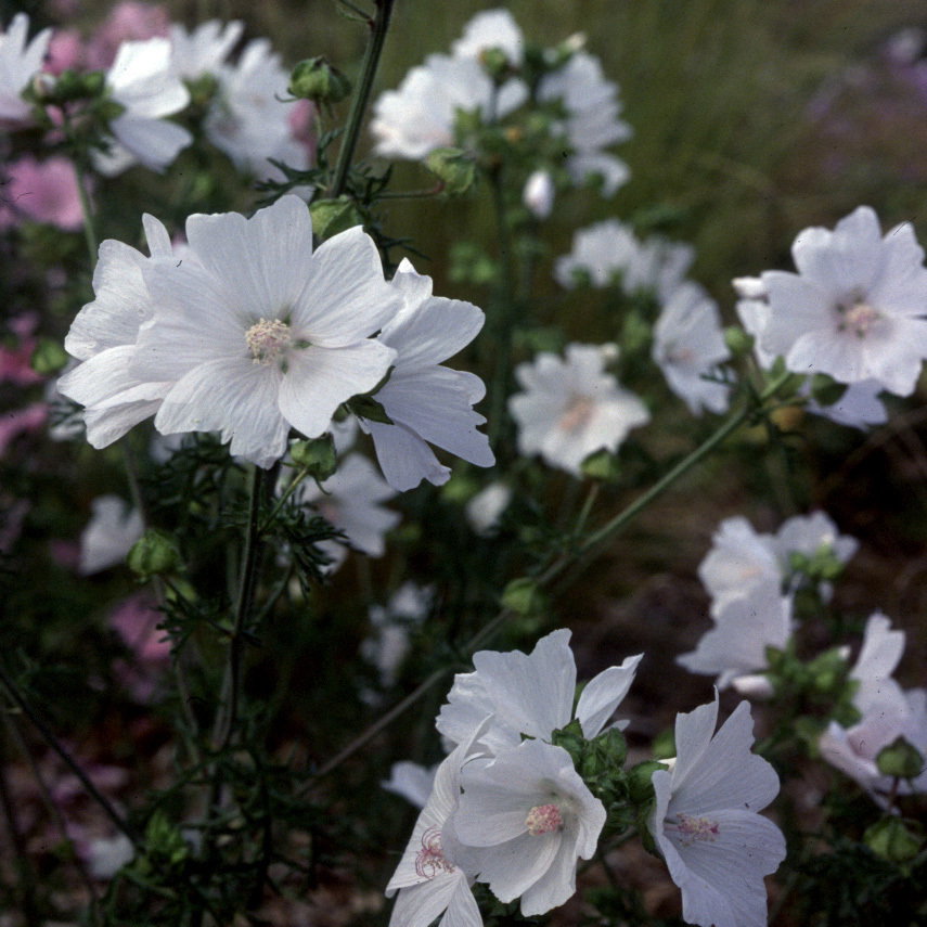 Malva Moschata Alba