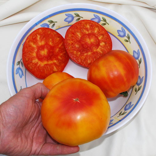 Marizol Gold
