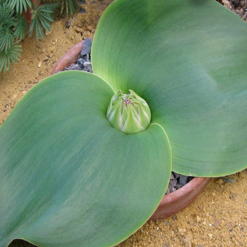 Massonia Depressa