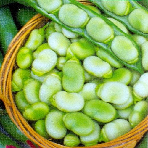 Masterpiece Green Longpod