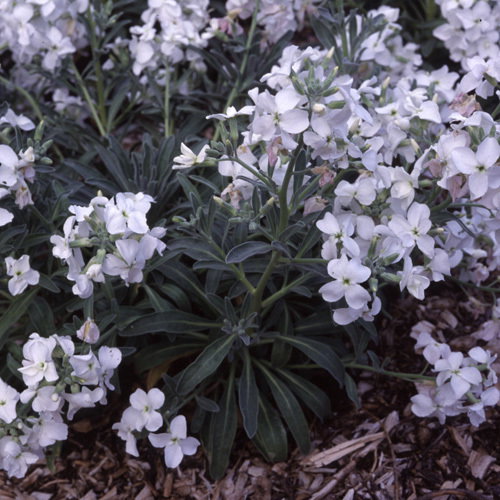 Matthiola Arborescens Alba