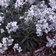 Matthiola Arborescens Alba
