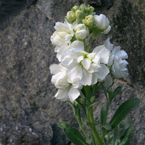 Matthiola Incana