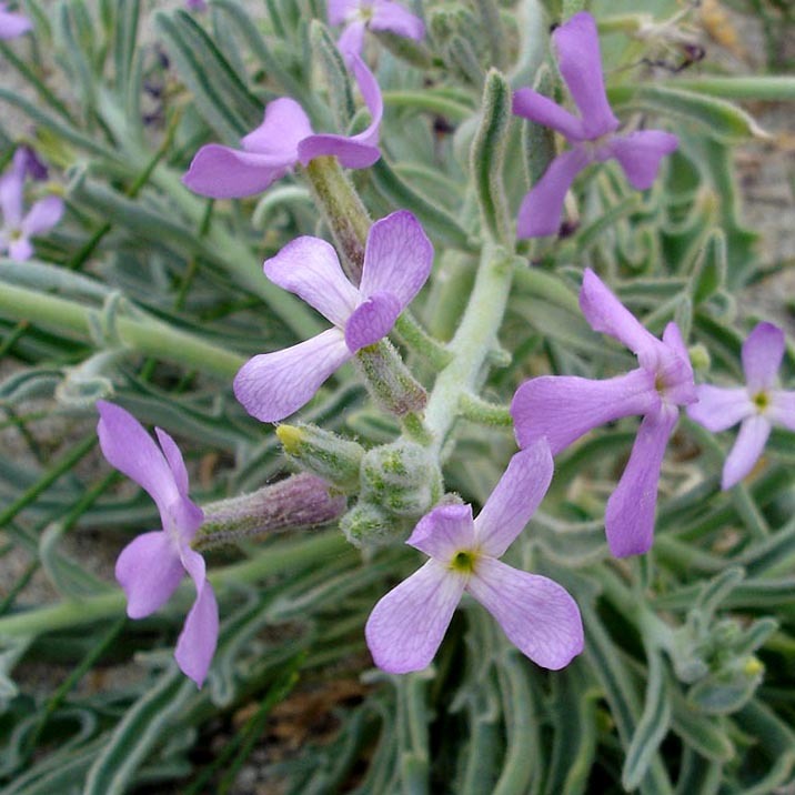 Matthiola Sinuata