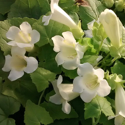 Maurandya Bridal Bouquet