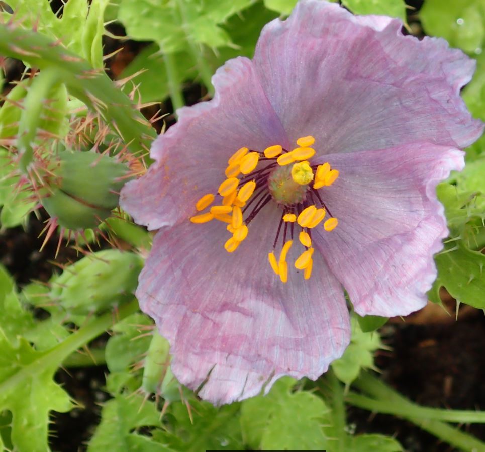 Meconopsis Aculeata