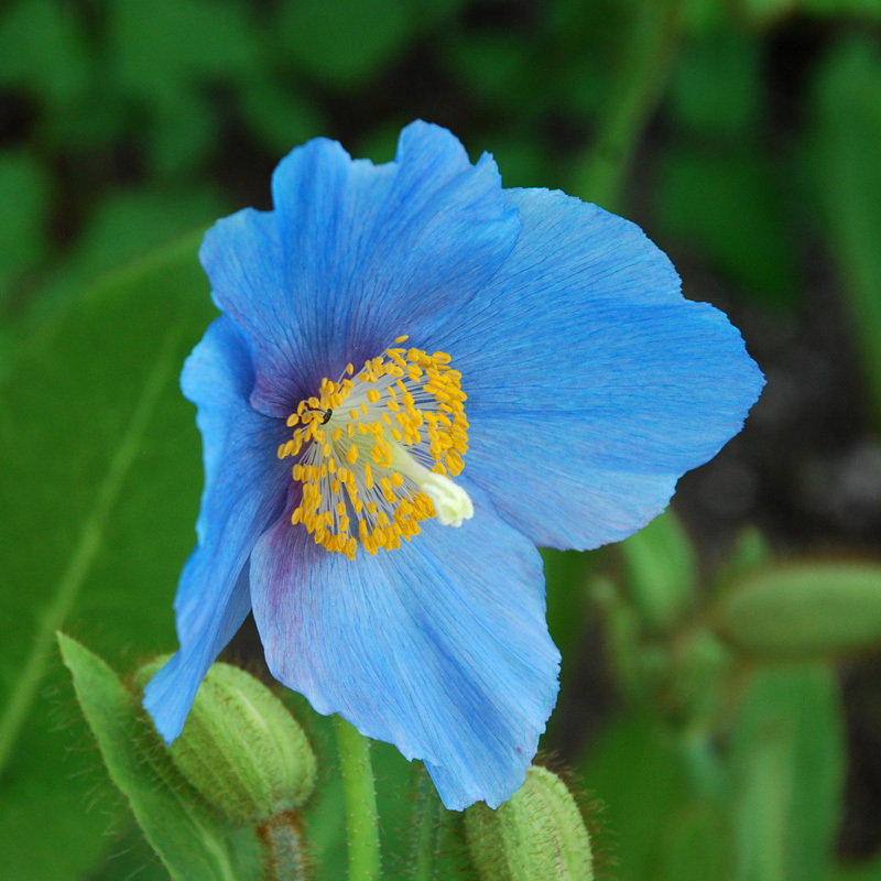 Meconopsis Betonicifolia