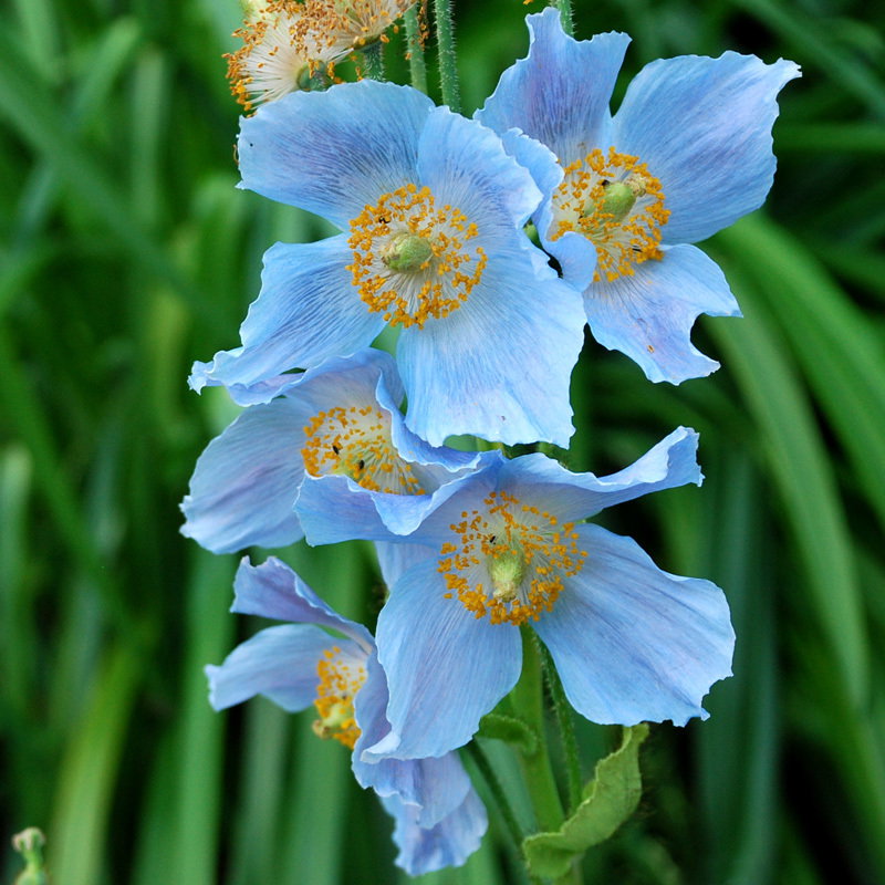 Meconopsis Baileyi9