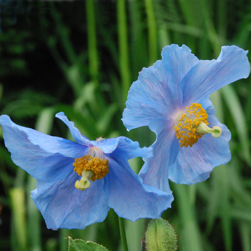 Meconopsis Baleyi
