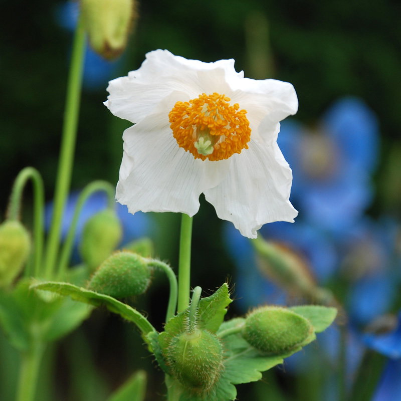 Meconopsis Bailey Alba5
