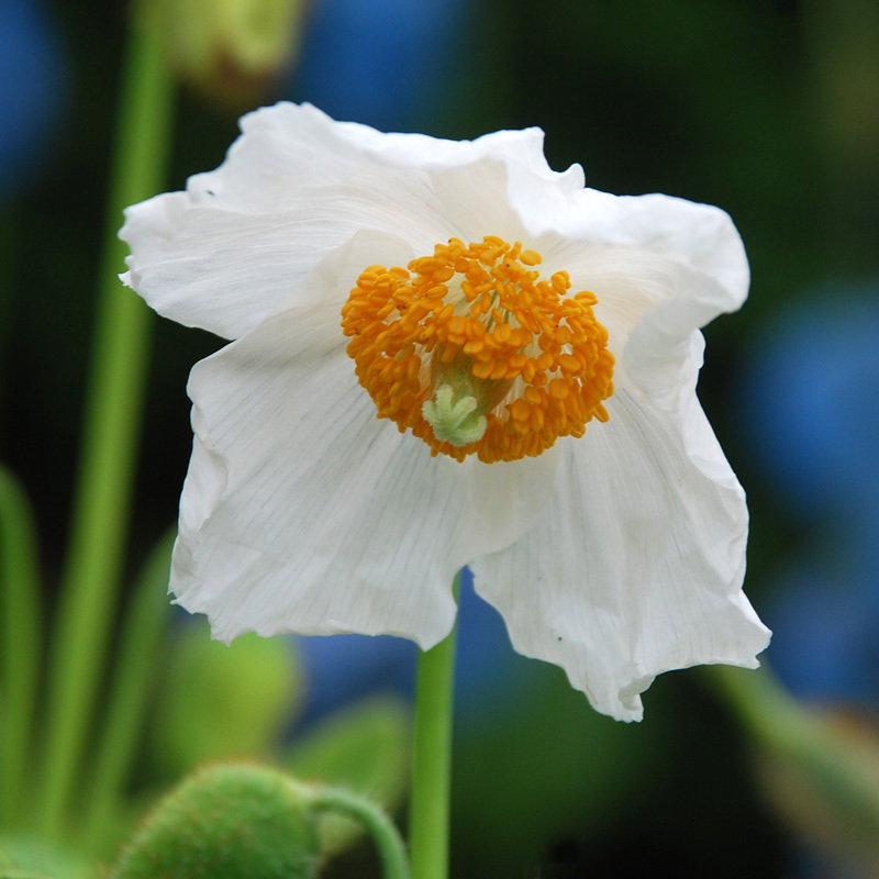 Meconopsis Baileyi Alba