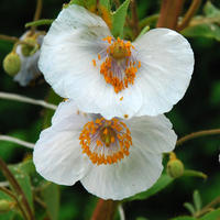 Meconopsis Betonicifolia White