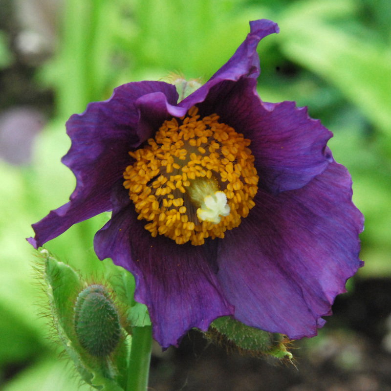 Meconopsis Hensol Violet5