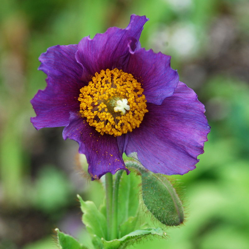 Meconopsis Hensol Violet