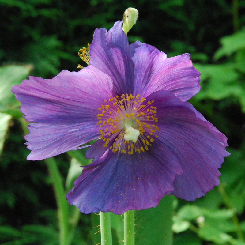 Meconopsis Hensol Violet6