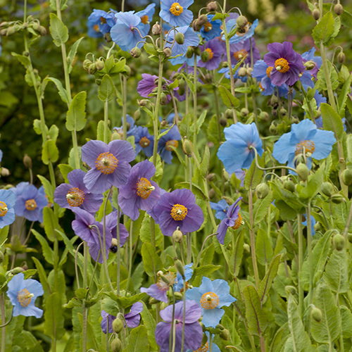 Meconopsis Shades