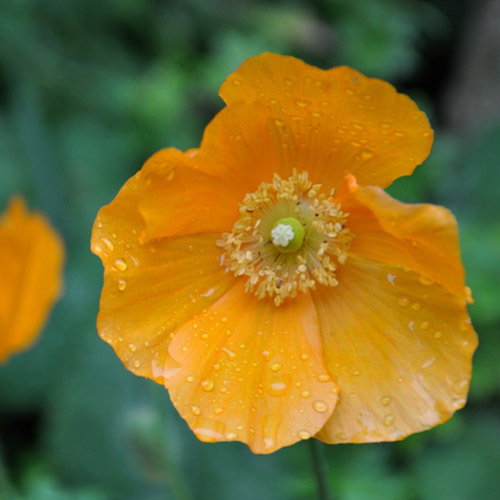 Meconopsis Cambrica Aurantiaca Orange