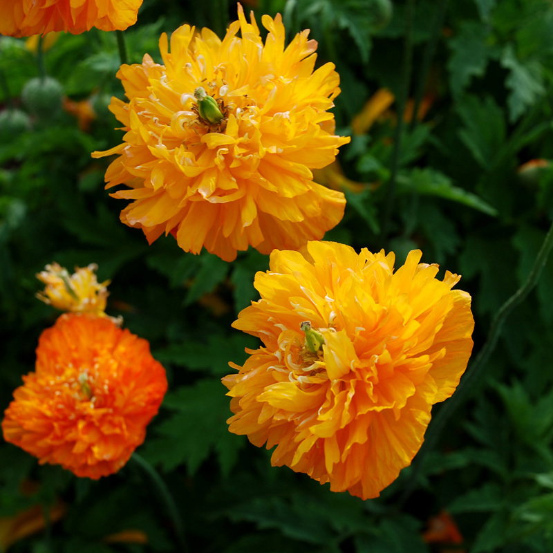Meconopsis Cambrica Fl Pl Aur2