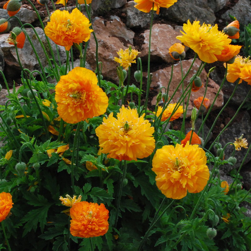 Meconopsis Cambrica Fl Pl