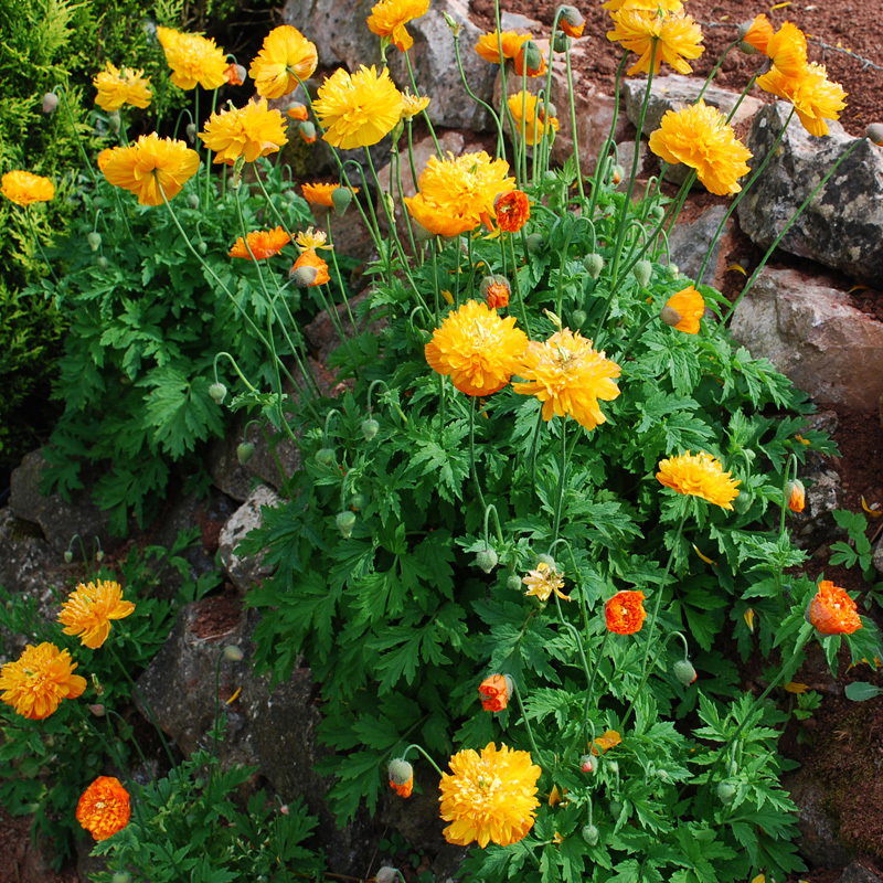 Meconopsis Cambrica Fl Pl