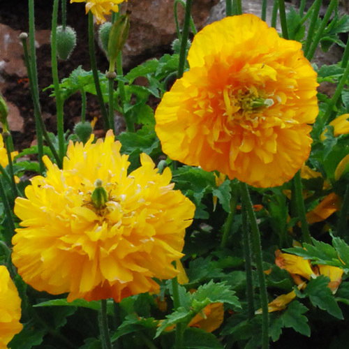 Meconopsis Cambrica