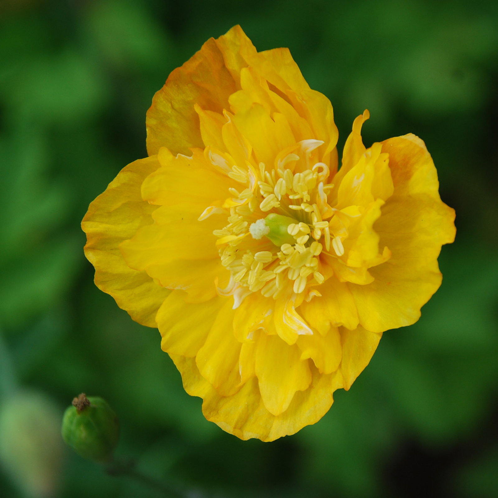 Meconopsis Cambrica Double Yellow