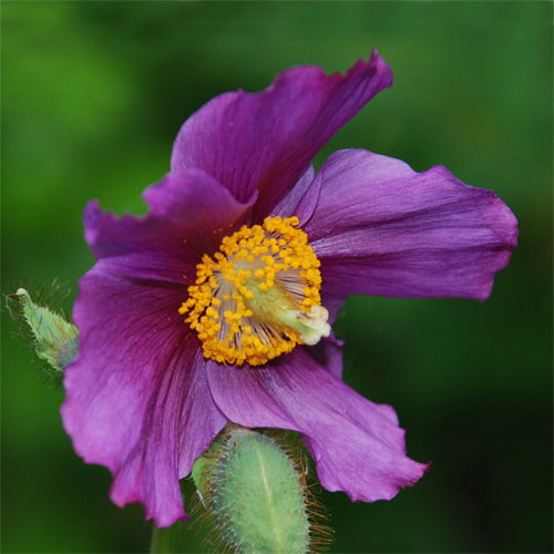 Meconopsis Grandis Burgundy
