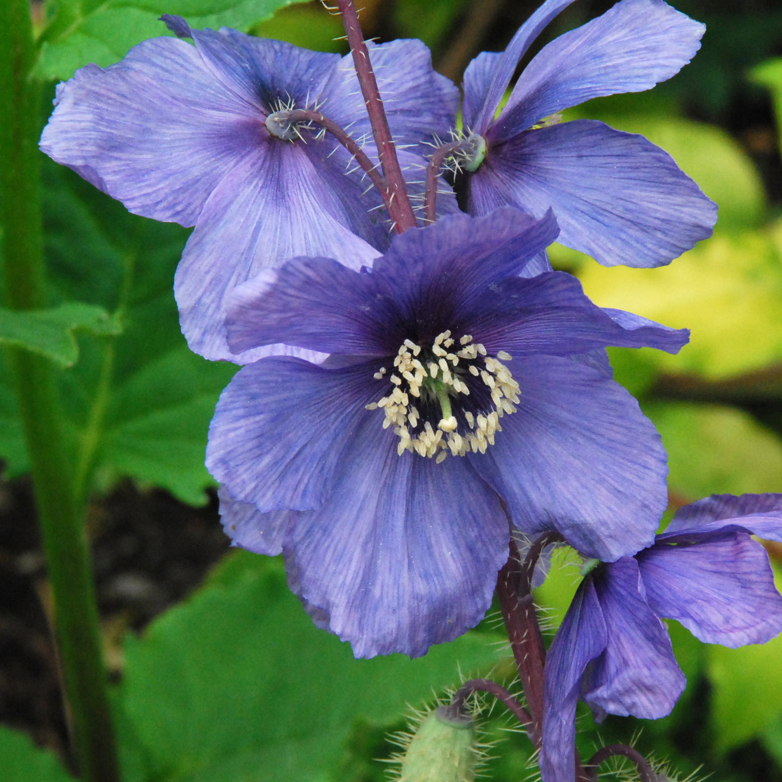 Meconopsis Horridula4