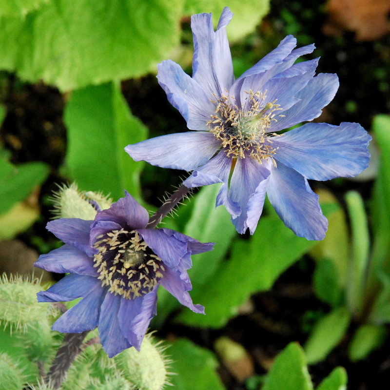 Meconopsis Horridula