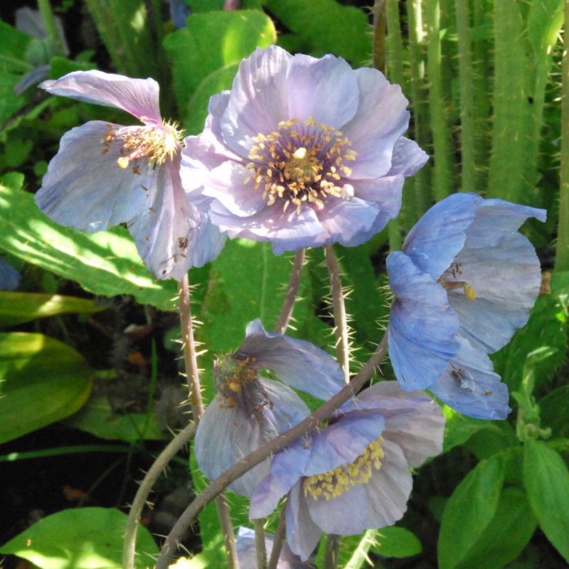 Meconopsis Horridula