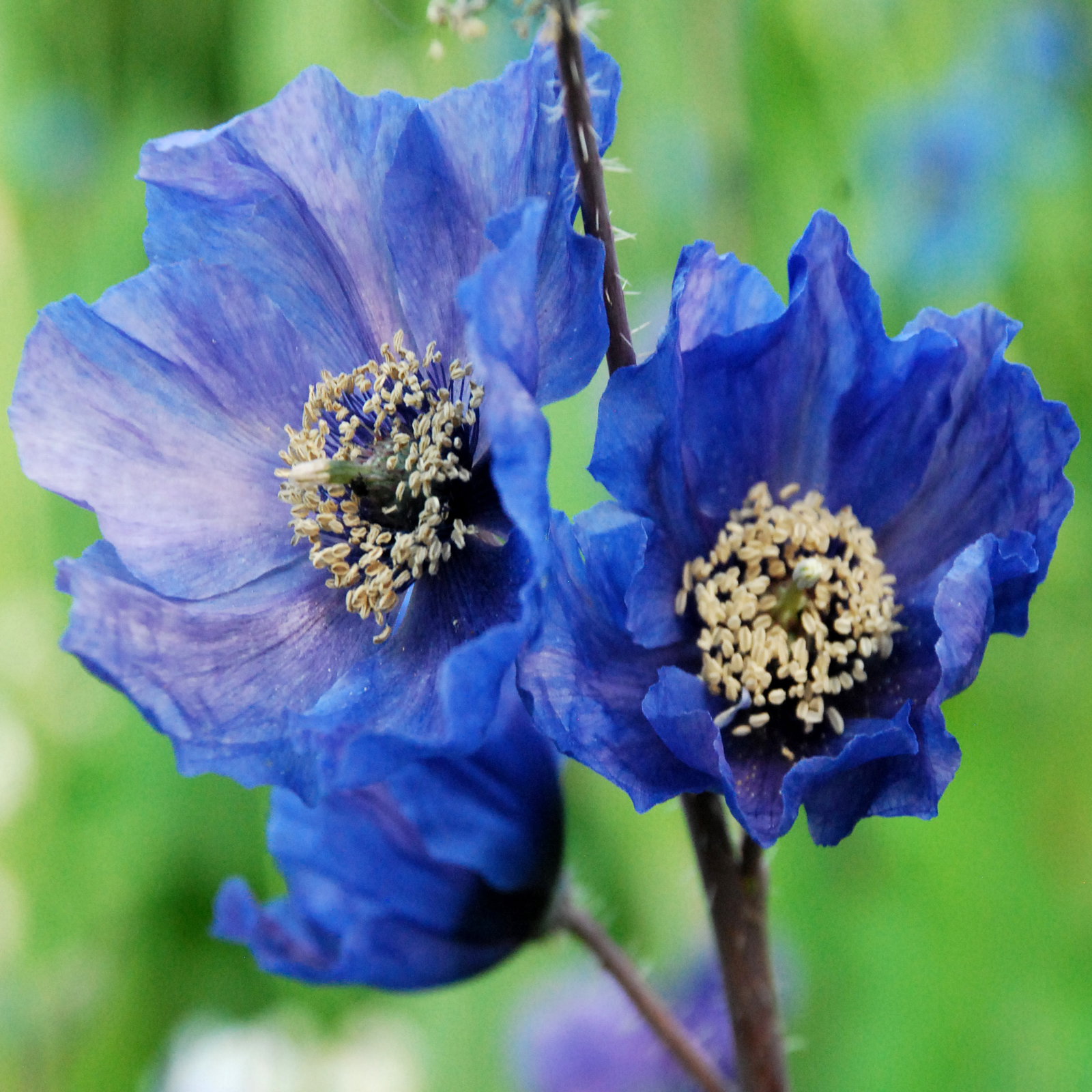 Meconopsis Horridula14