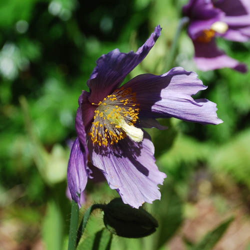 Meconopsis Lingholm Purple Stuart Pawley