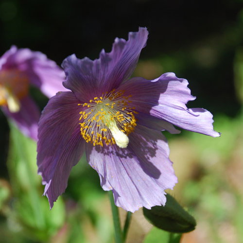 Meconopsis Lingholm Keillor