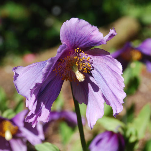 Meconopsis Lingholm Keillour Violet