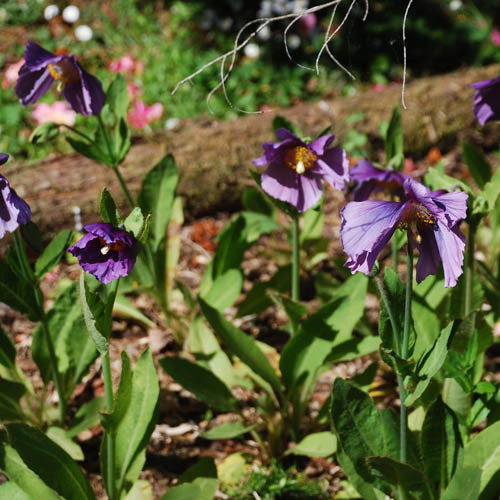 Meconopsis Lingholm Purple Stuart Pawley