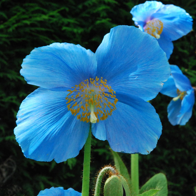 Meconopsis Lingholm