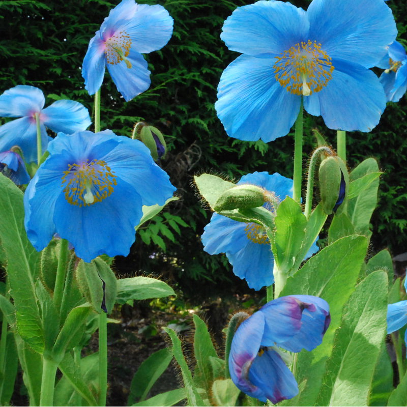 Meconopsis Lingholm